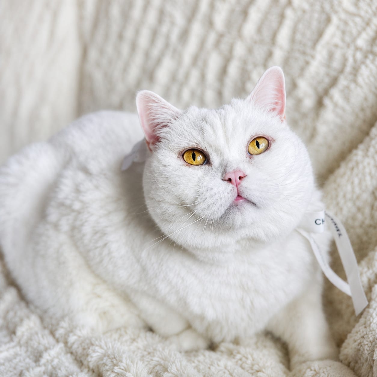 Bella Lili The Cat, CZ 1
