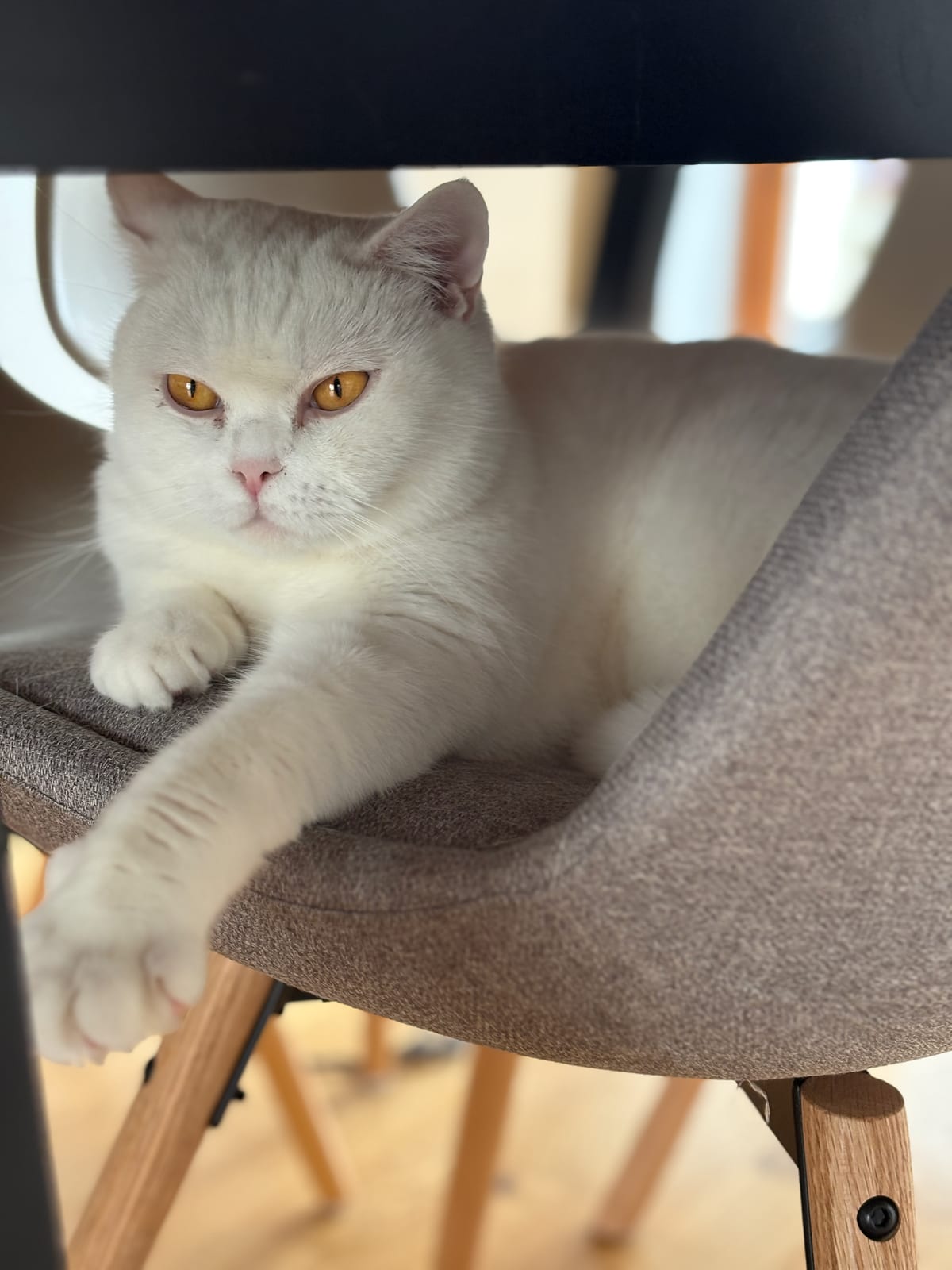 Celina Lili The Cat, CZ 1