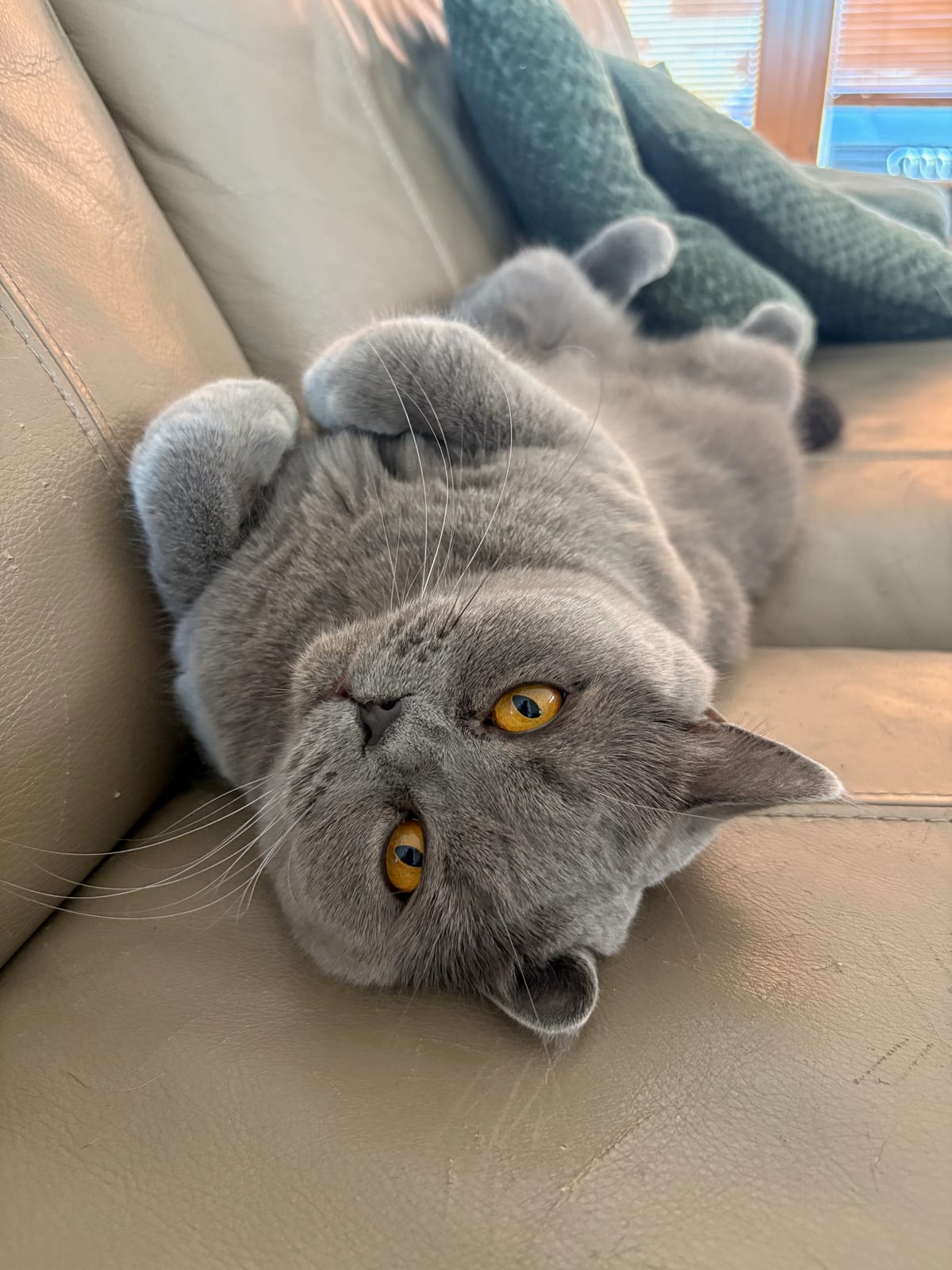 Charlotte Lili The Cat, CZ 2