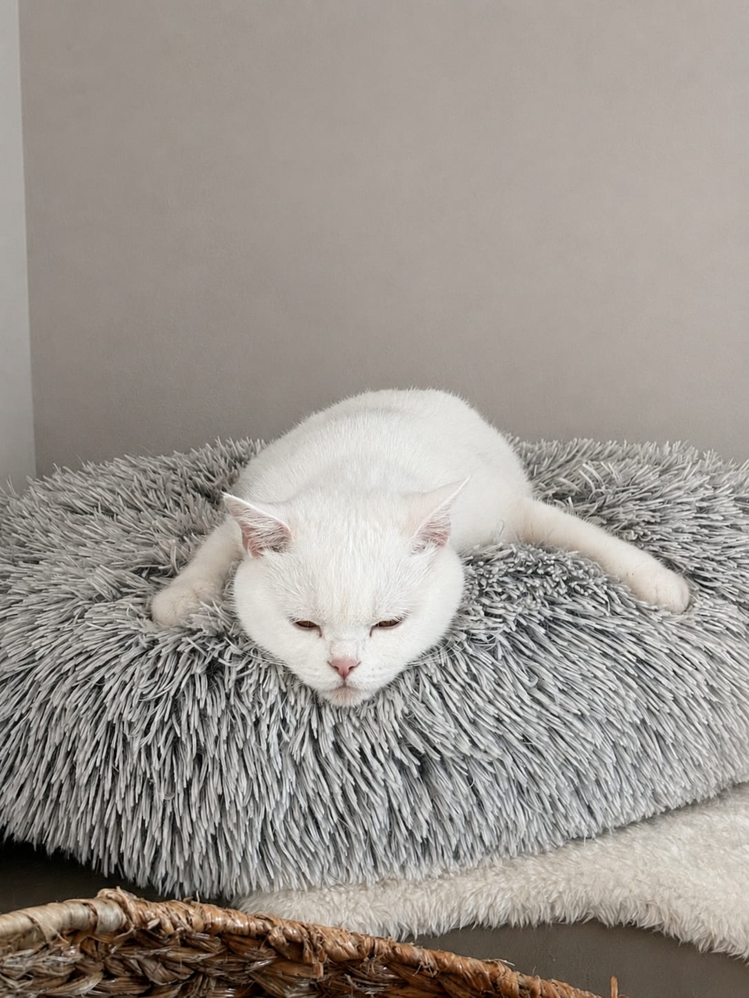 Dorothea Lili The Cat, CZ 1