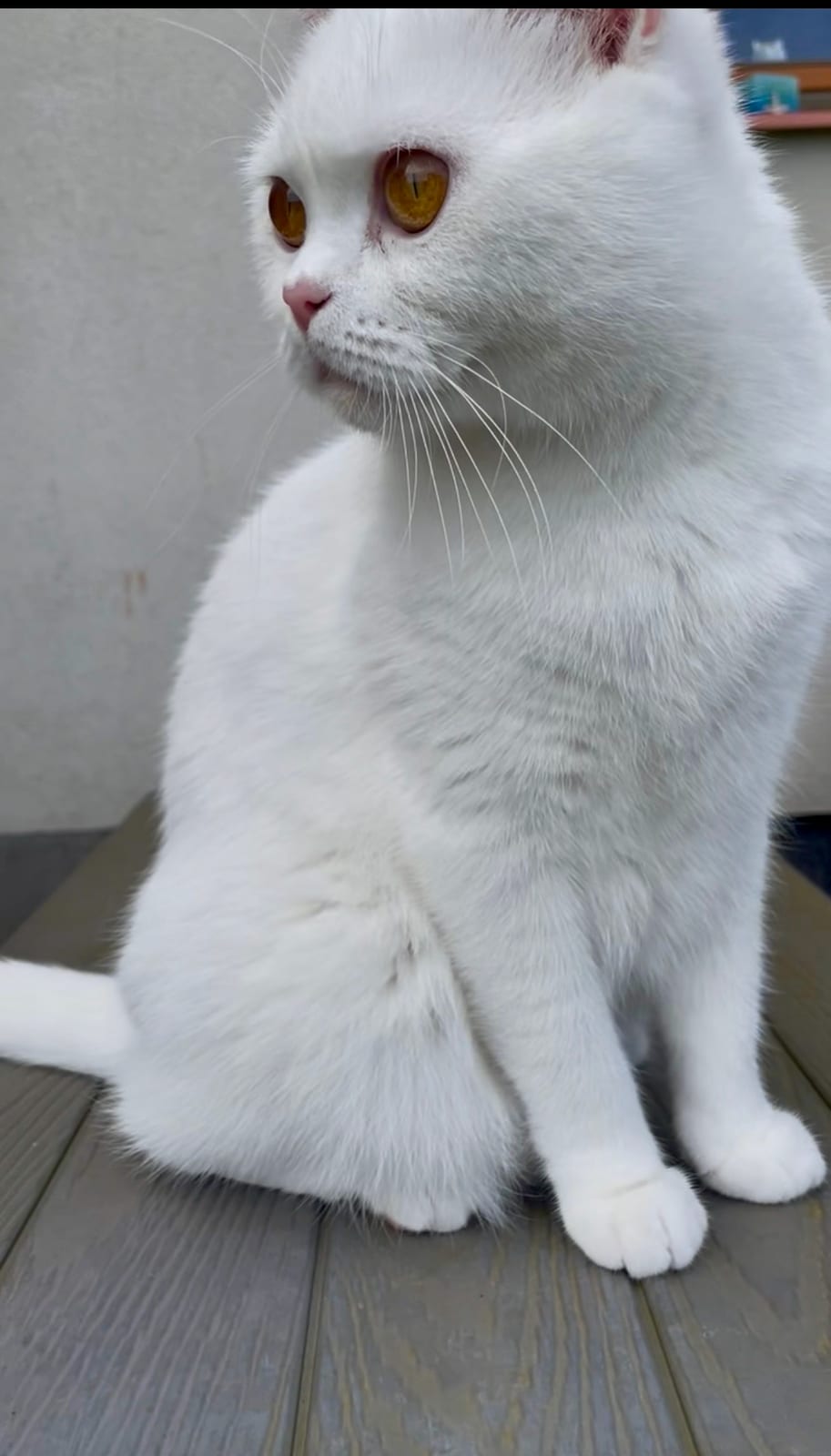 Dorothea Lili The Cat, CZ 2