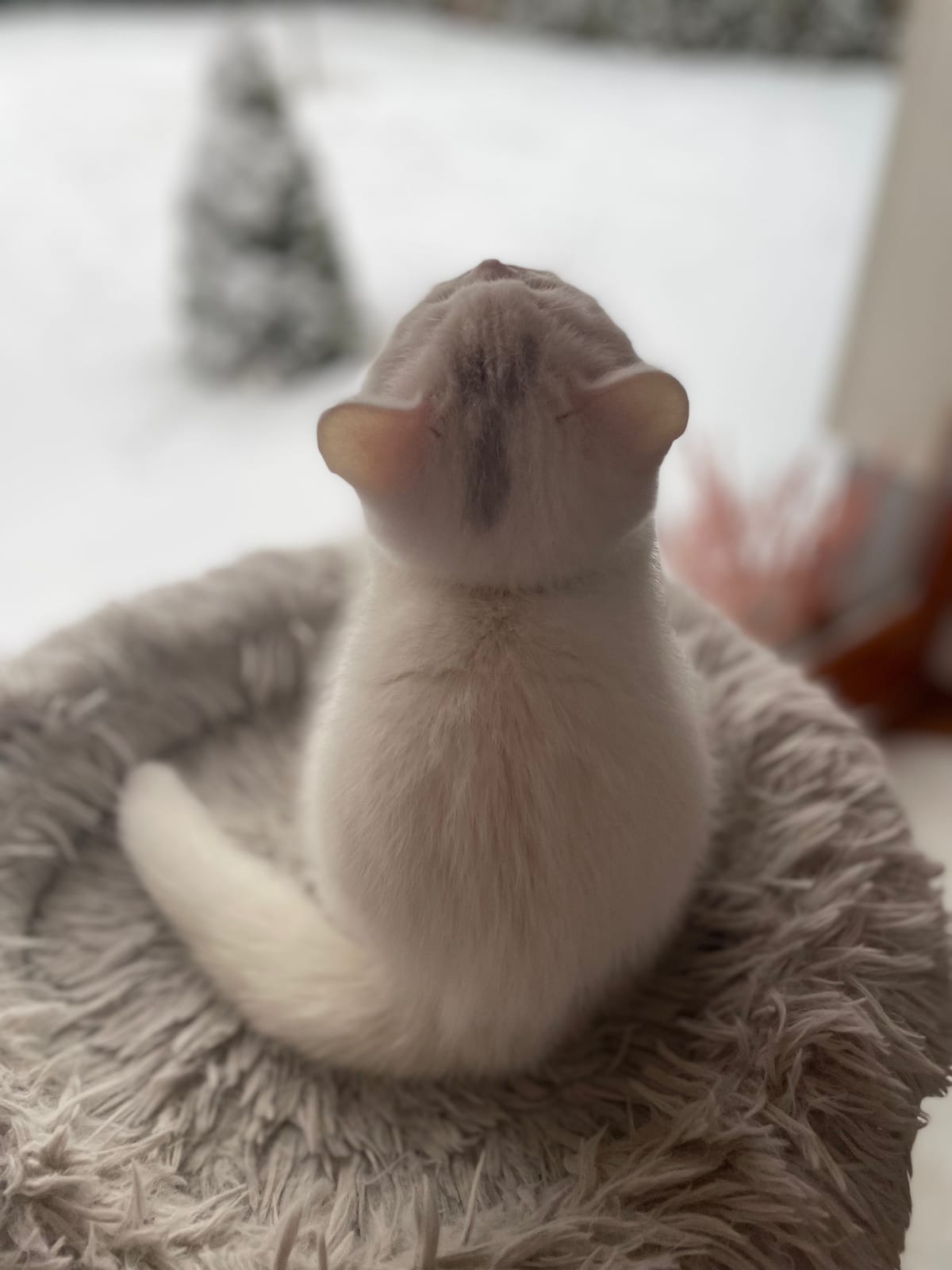 Dorothea Lili The Cat, CZ 3