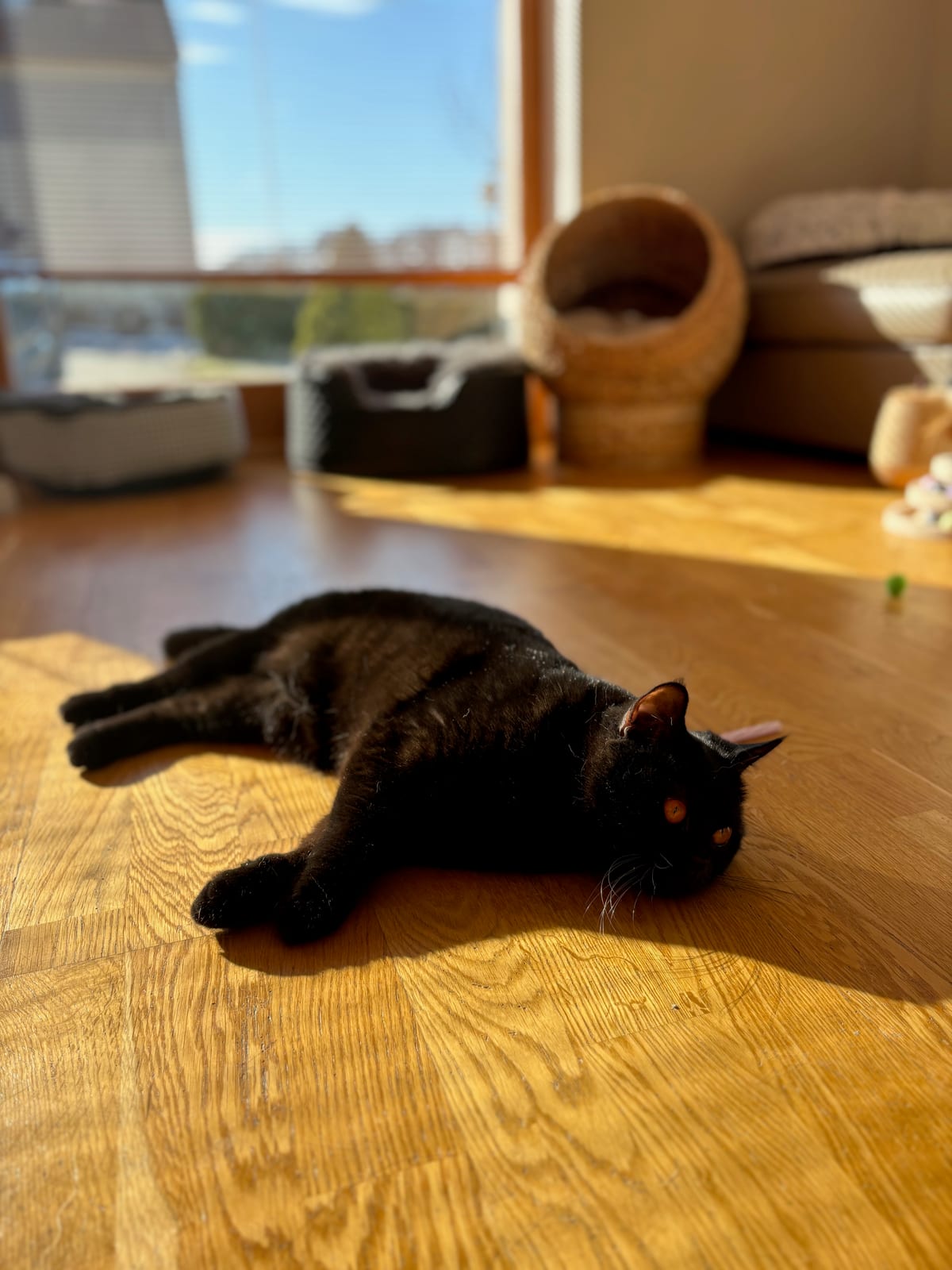 Gréta Lili The Cat, CZ 3