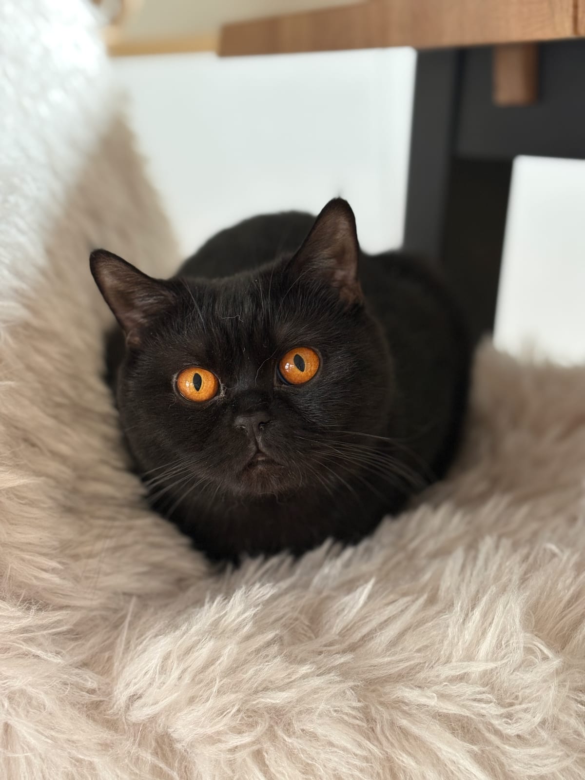 Gréta Lili The Cat, CZ 4