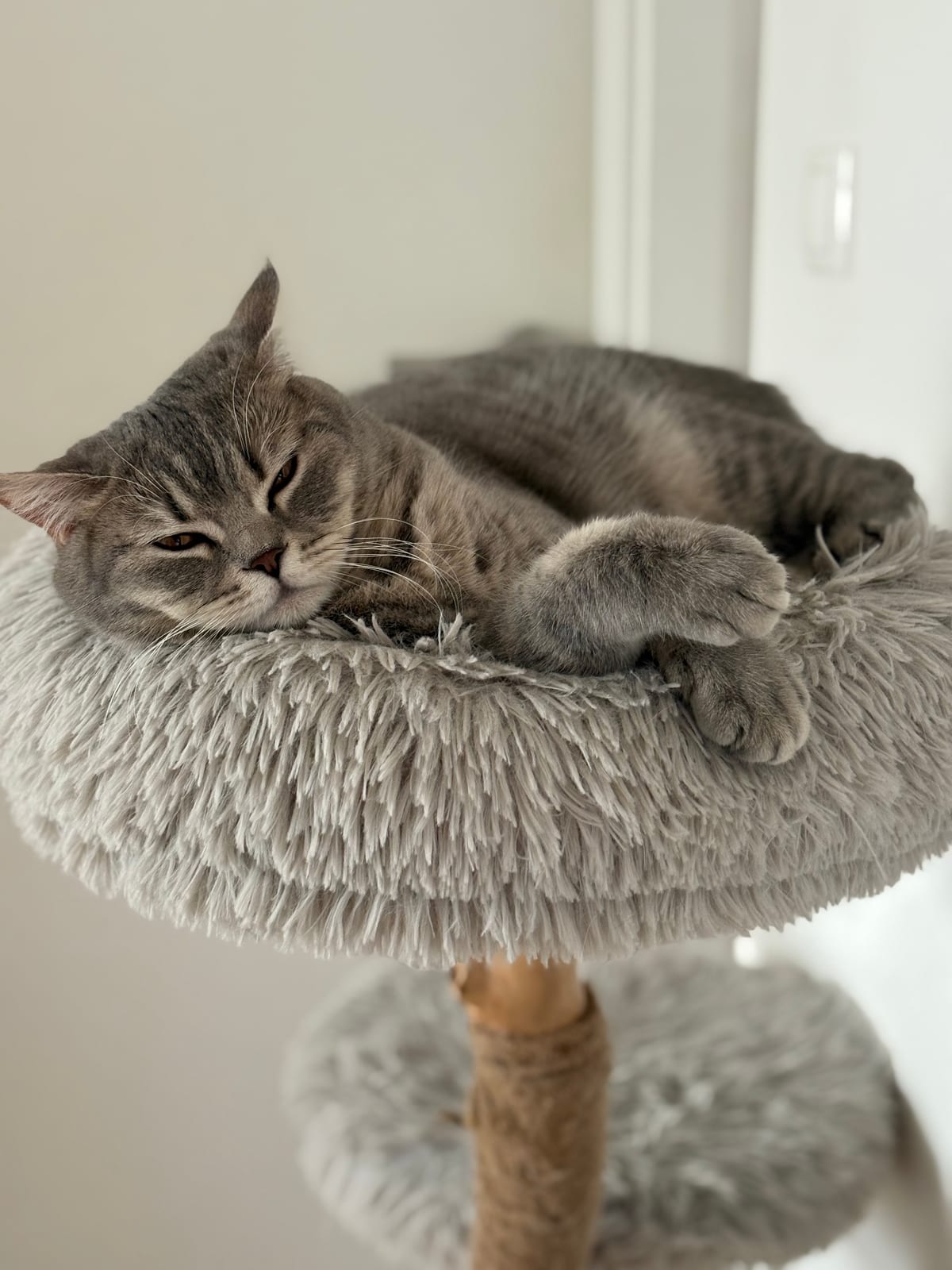 Inna Lili The Cat, CZ 1