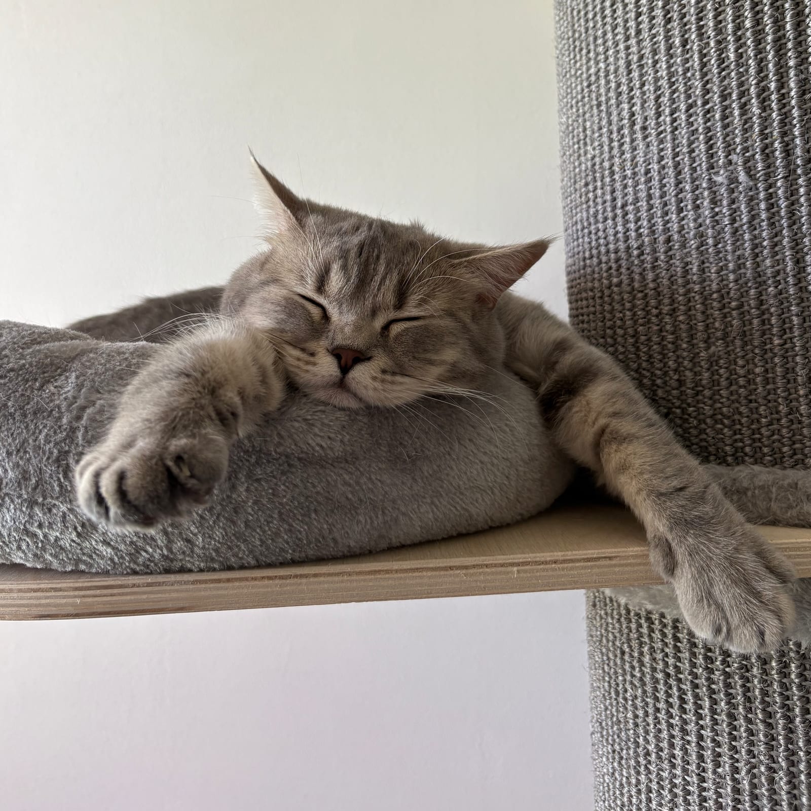 Inna Lili The Cat, CZ 3