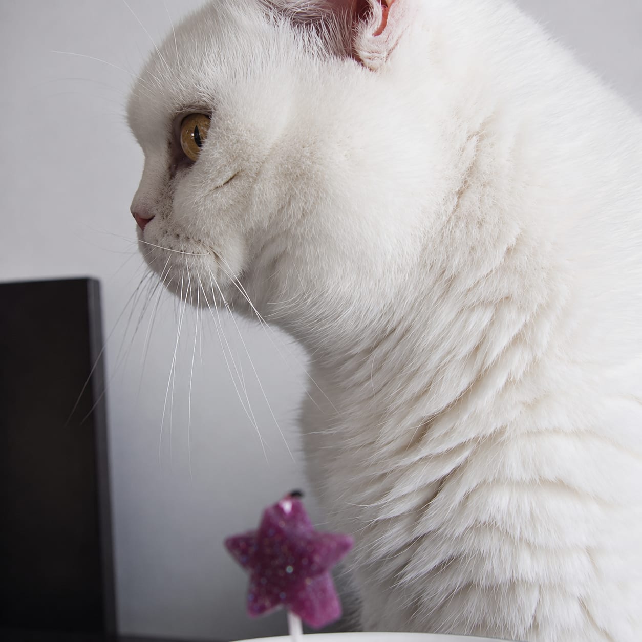 Anne Nina Lili The Cat, CZ 1