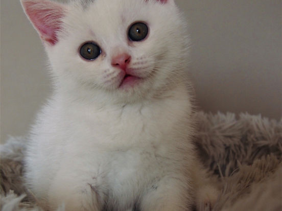 Dexter Lili The Cat, CZ 1
