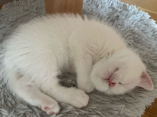 Dexter Lili The Cat, CZ 2