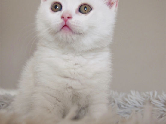 Dior Lili The Cat, CZ 1