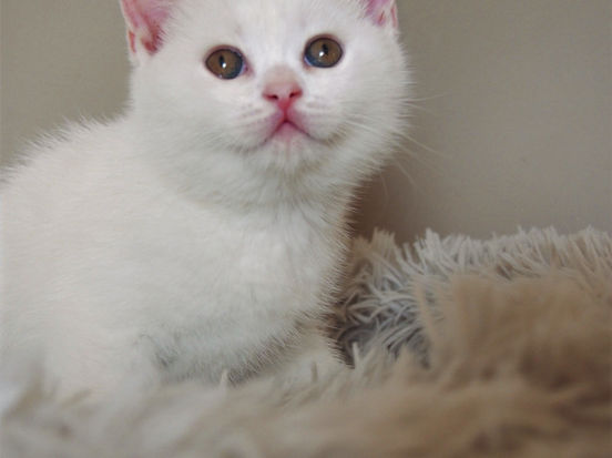 Dolores Lili The Cat, CZ 1
