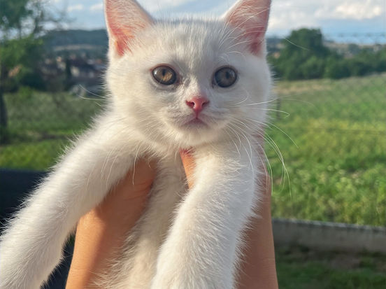 Dolores Lili The Cat, CZ 2