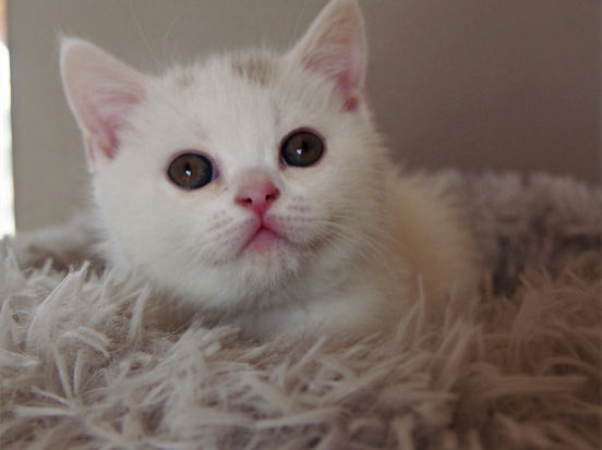 Dorothea Lili The Cat, CZ 1