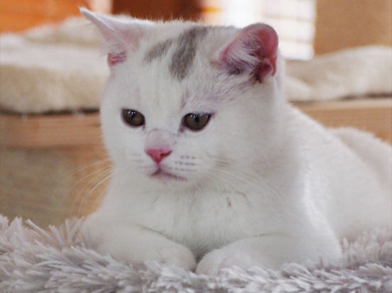 Edward Lili The Cat, CZ 1