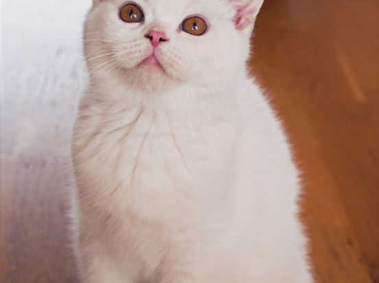 Edward Lili The Cat, CZ 2