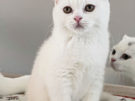 Elio Lili The Cat, CZ 2