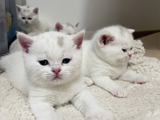 Elvin Lili The Cat, CZ 1