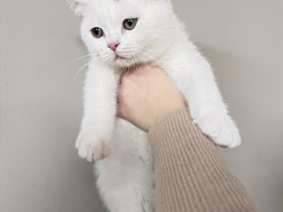 Elvin Lili The Cat, CZ 2