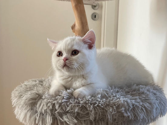 Enzo Lili The Cat, CZ 1
