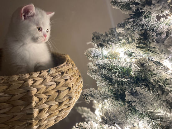 Enzo Lili The Cat, CZ 2