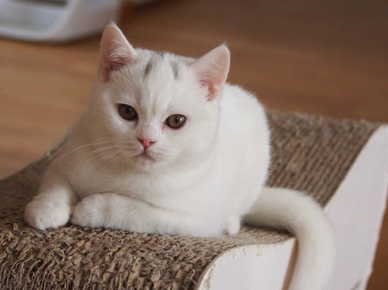 Francesca Lili The Cat, CZ 1