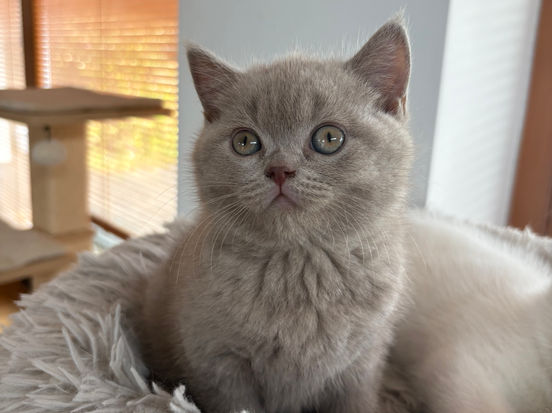 Harper Lili The Cat, CZ 1