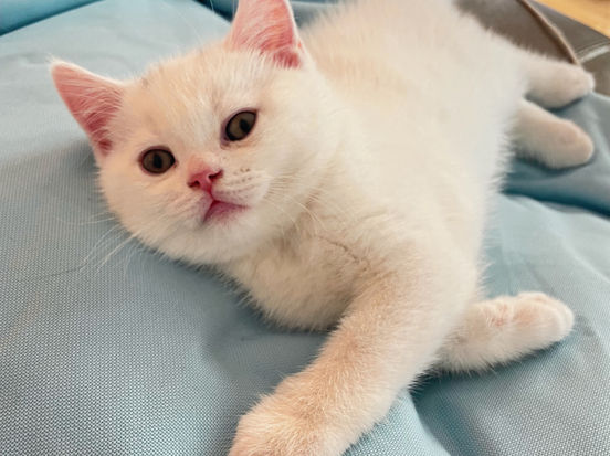 Hugo Lili The Cat, CZ 2