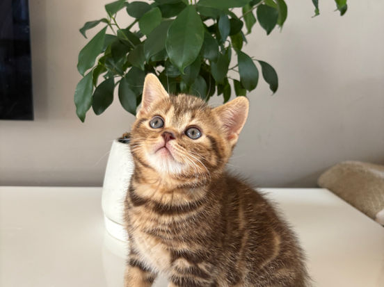 Hrabě Ludvík Lili The Cat, CZ 1