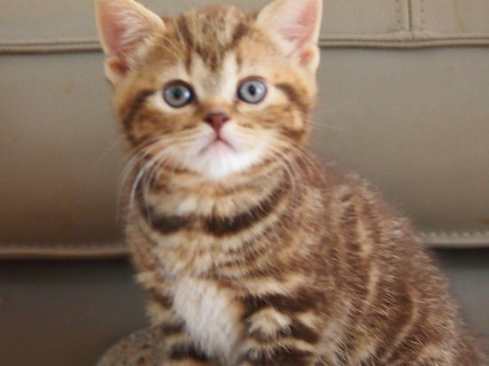 Hrabě Ludvík Lili The Cat, CZ 2