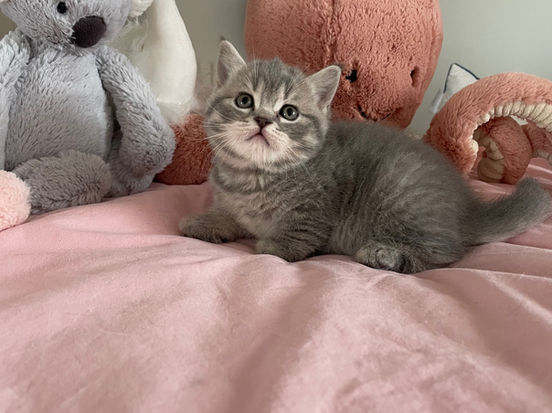 Ina Lili The Cat, CZ 1