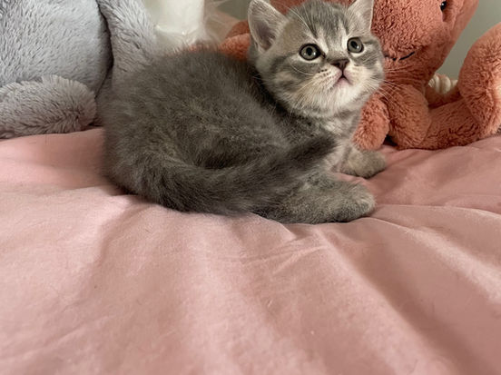 Ina Lili The Cat, CZ 2