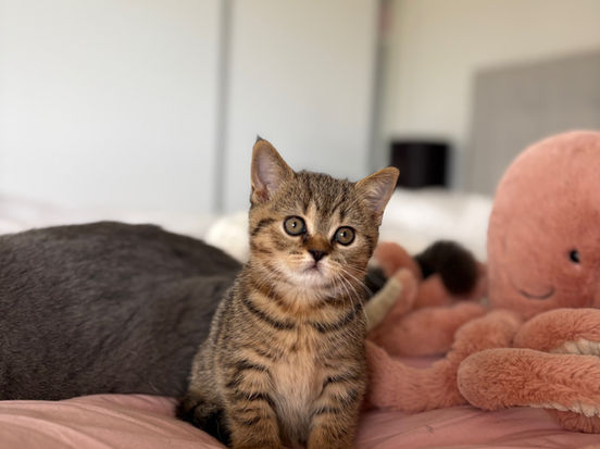 Inez Lili The Cat, CZ 1