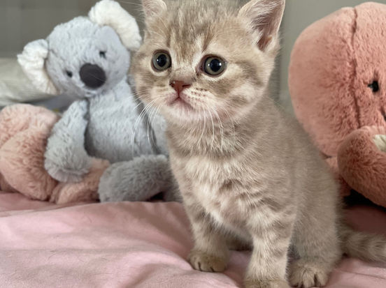 Izabela Lili The Cat, CZ 2