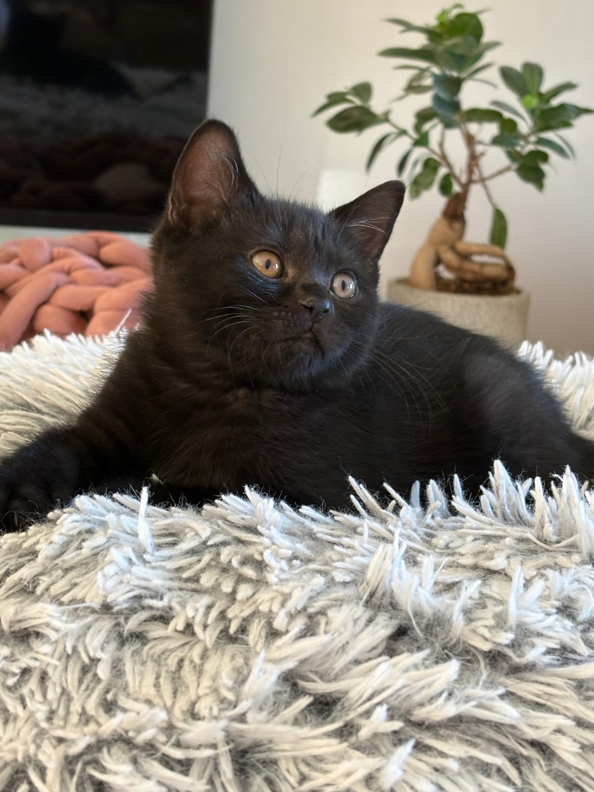 James Lili The Cat, CZ 1