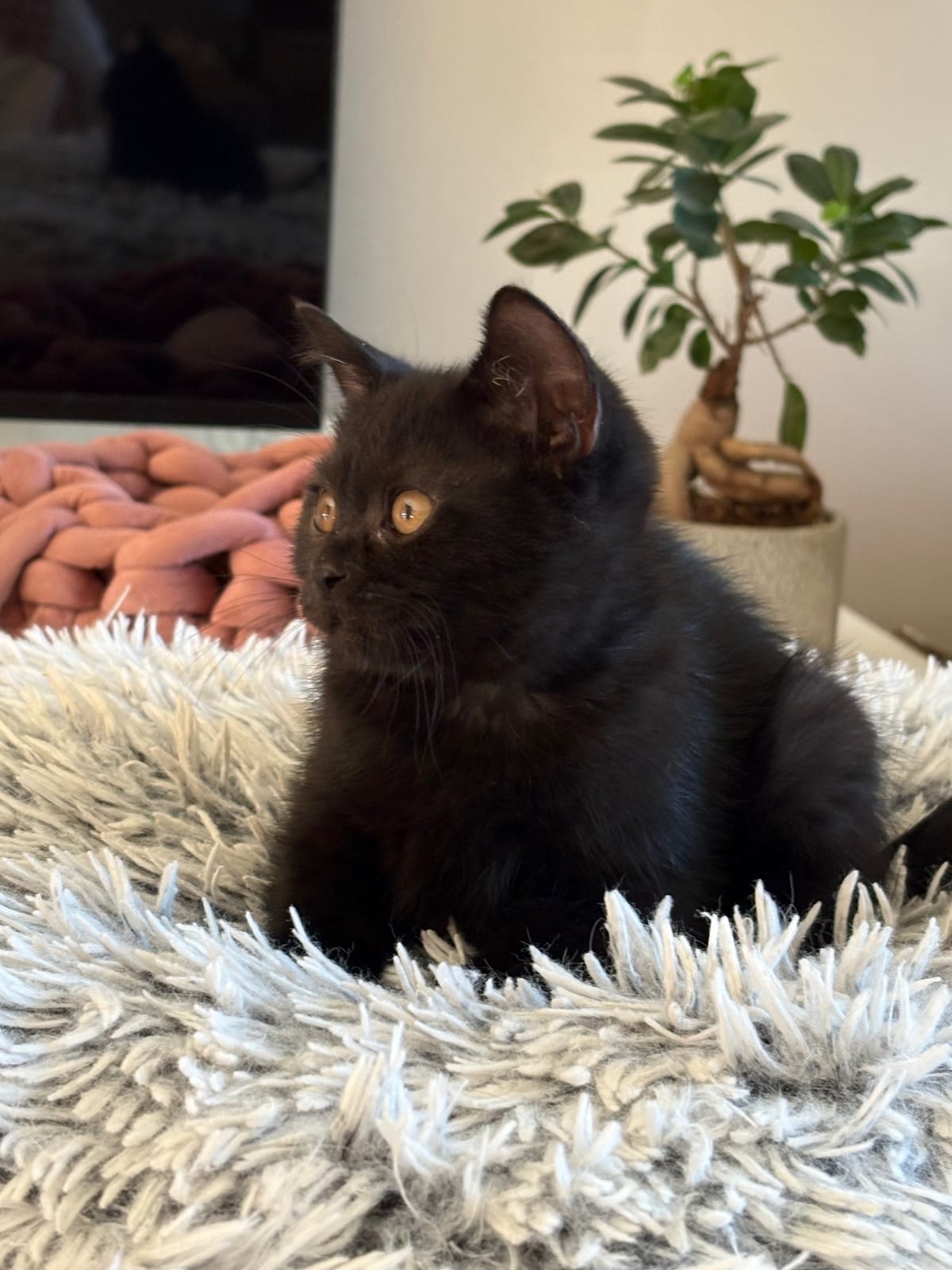 James Lili The Cat, CZ 2