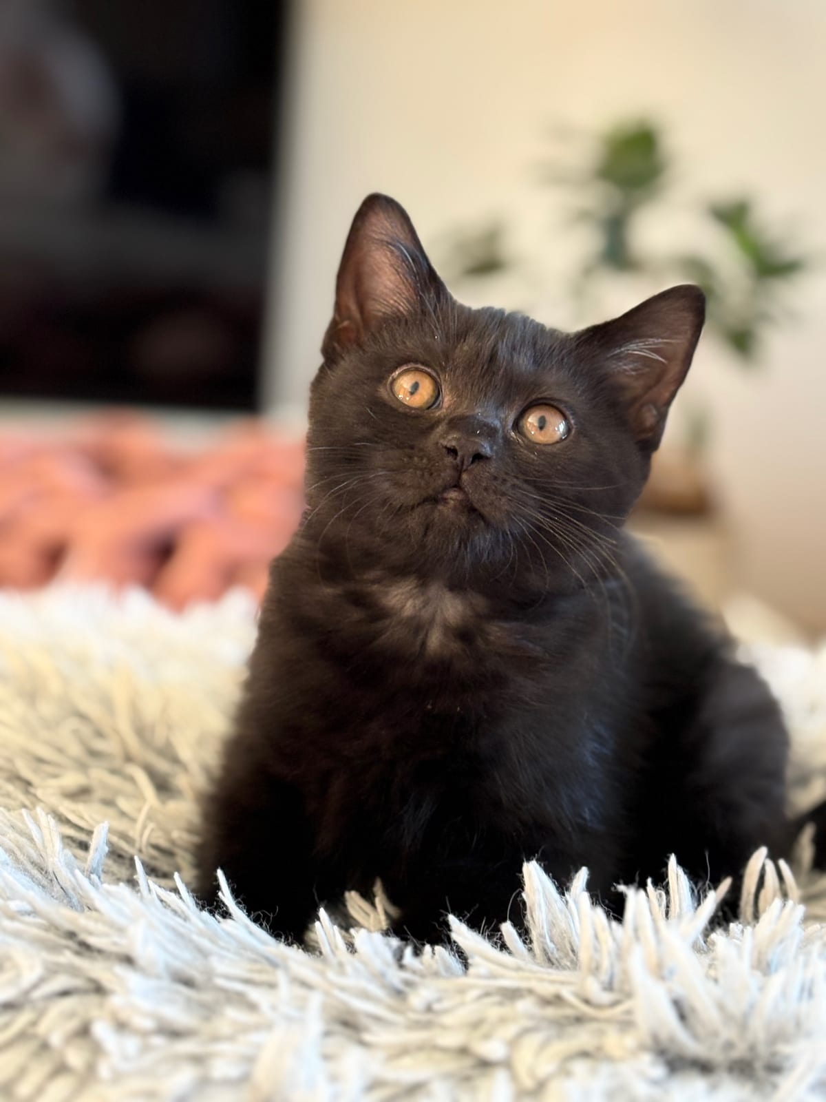 James Lili The Cat, CZ 3