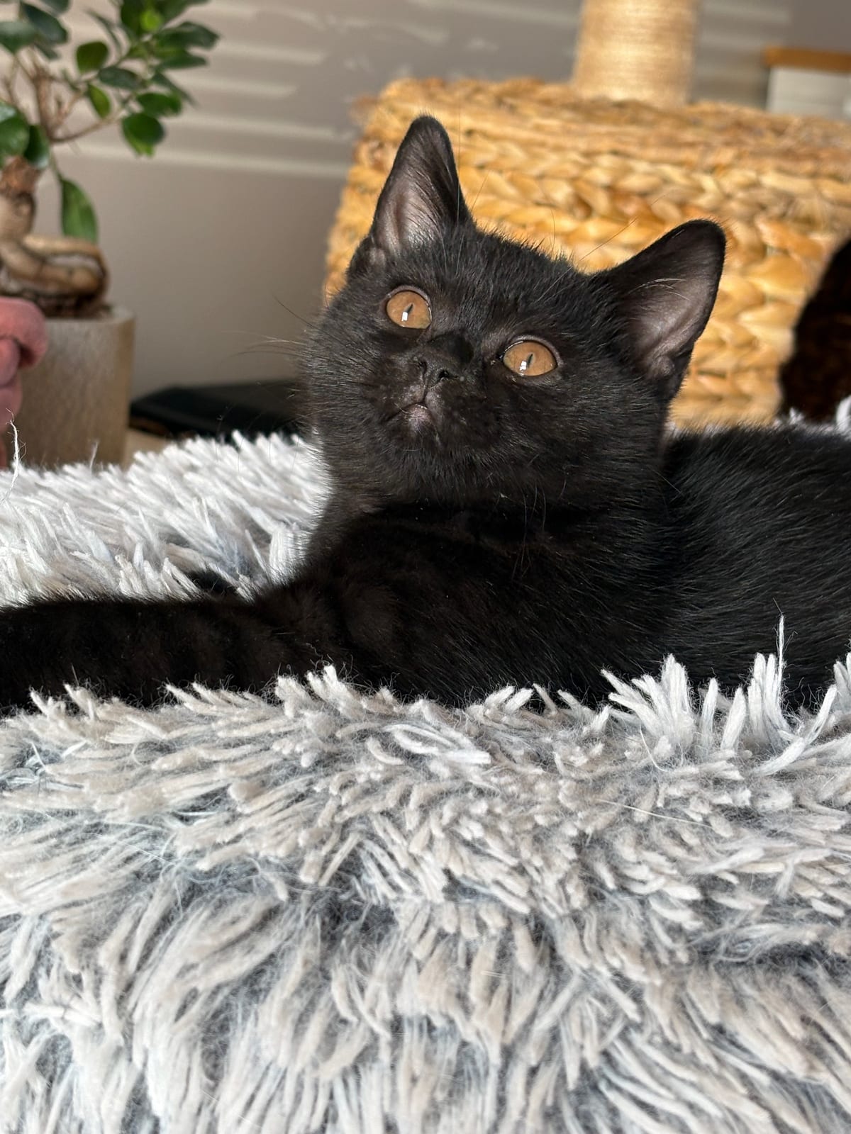 Jan Lili The Cat, CZ 1