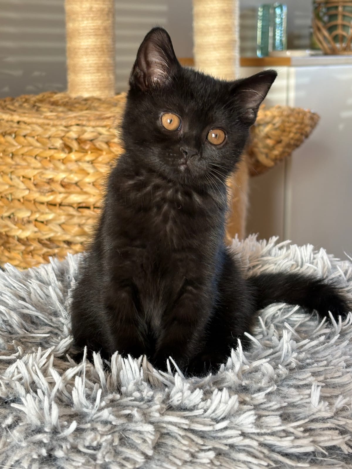 Jan Lili The Cat, CZ 2
