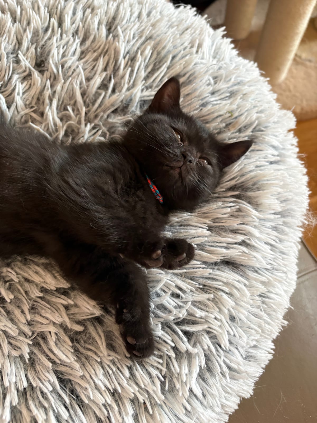 Jasmina Lili The Cat, CZ 1