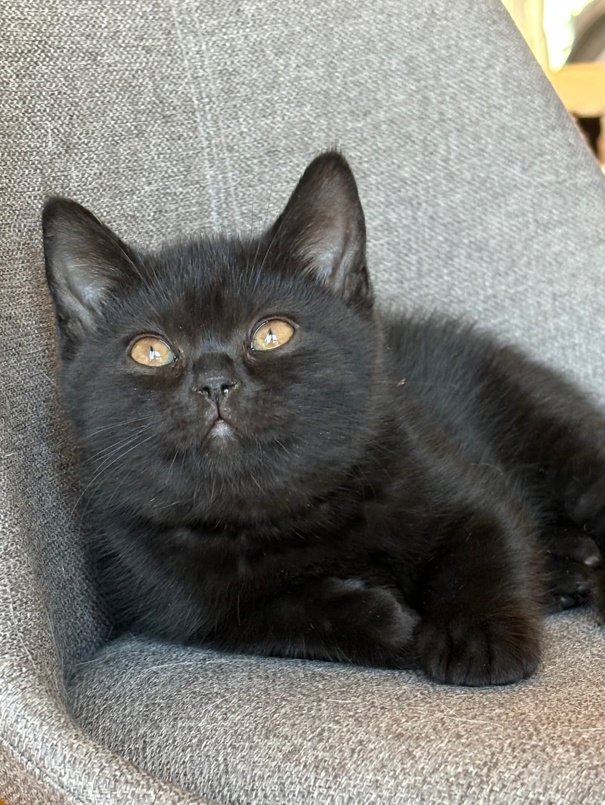 Josefina Lili The Cat, CZ 1
