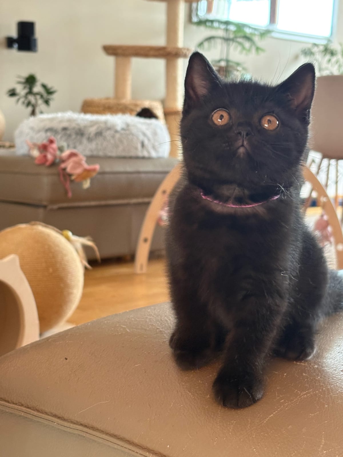 Josefina Lili The Cat, CZ 2