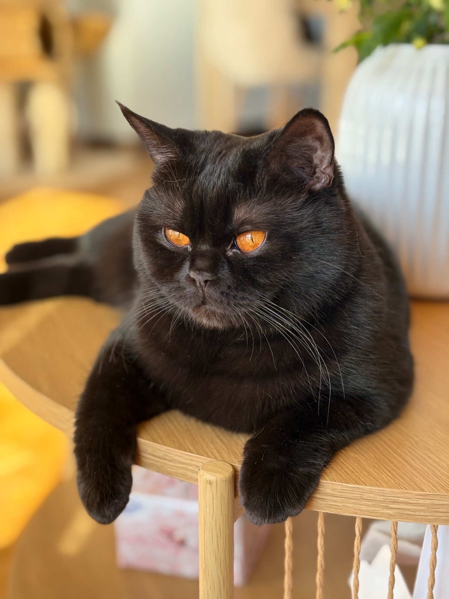 Lithe Cat Body Lili the Cat, CZ – Britské kočky | British Shorthair Cattery